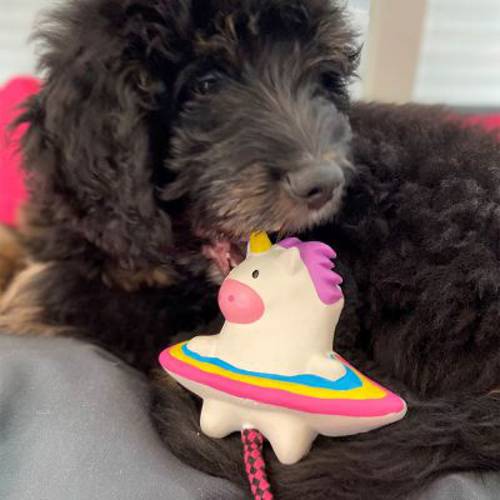 Max & Molly Magic Mikey, zabawka dla psa Dł. x szer. x wys.: 28 x 14,5 x 6,2 cm