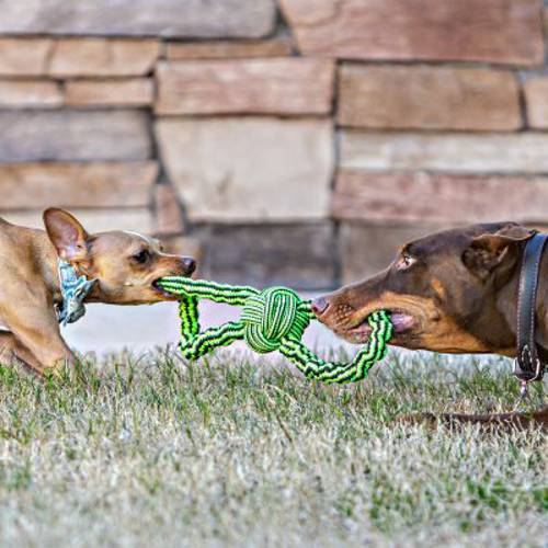 Jolly Pets Knot-N-Chew 27 cm