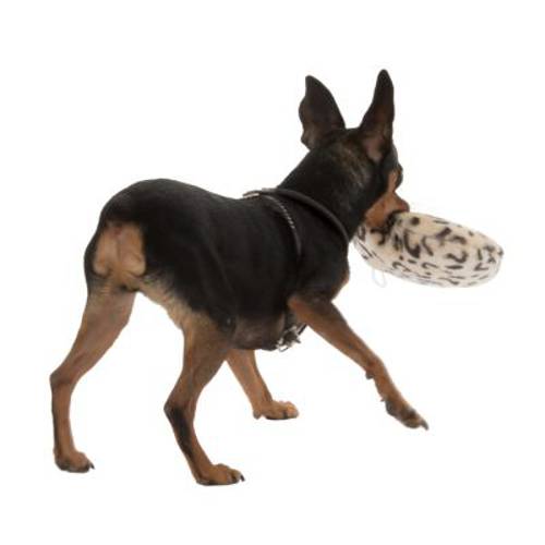 Dotti pluszowa zabawka dla psa 3 szt.