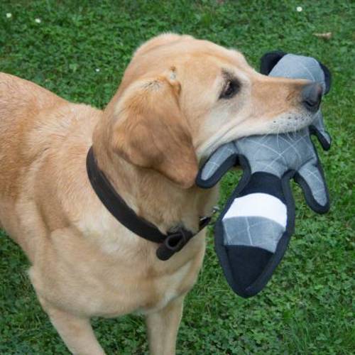 Szop pracz zabawka dla psa Dł. x szer. x wys.: ok. 40 x 14 x 9 cm