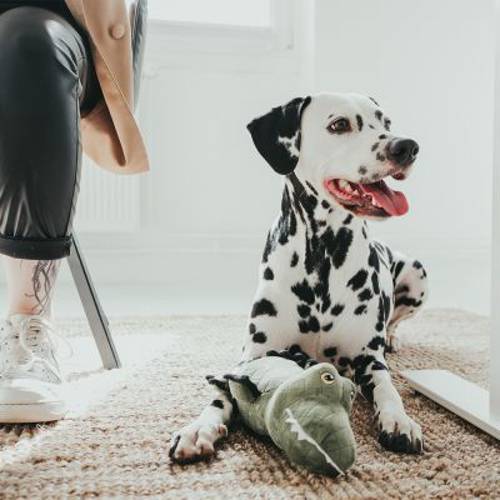 HUNTER Tough Toys Krokodil zabawka dla psa  Dł. x szer. x wys.: 27 x 14 x 11 cm