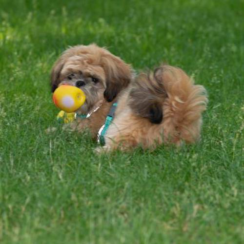 Zabawka dla psa lateksowe jajo z pisklęciem niespodzianką 3 szt.