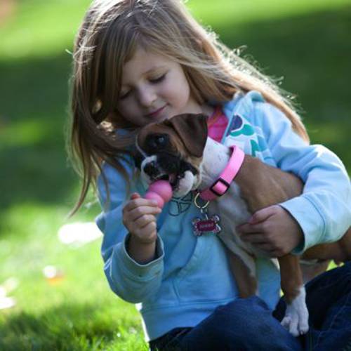 KONG Puppy M, niebieski