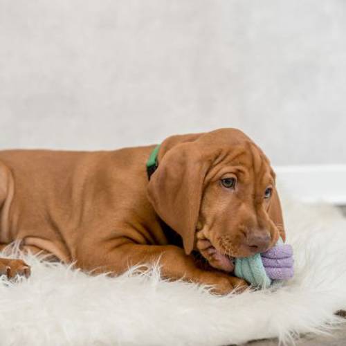 Trixie Junior piłka-węzeł na sznurku, zabawka dla psa Ø 6 cm