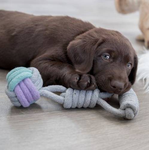 Trixie Junior piłka z węzłem na sznurku, zabawka dla psa  Ok. dł.: 23 cm, Ø 6 cm