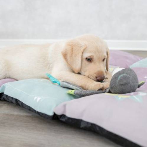 Trixie Junior miś, zabawka dla psa Ok. 28 cm