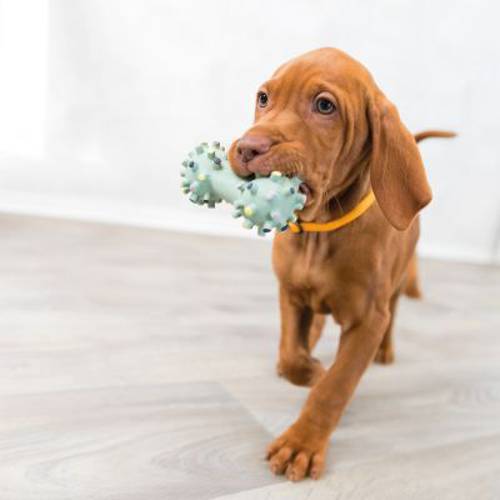 Trixie Junior hantelek, zabawka dla psa Ok. 10 cm