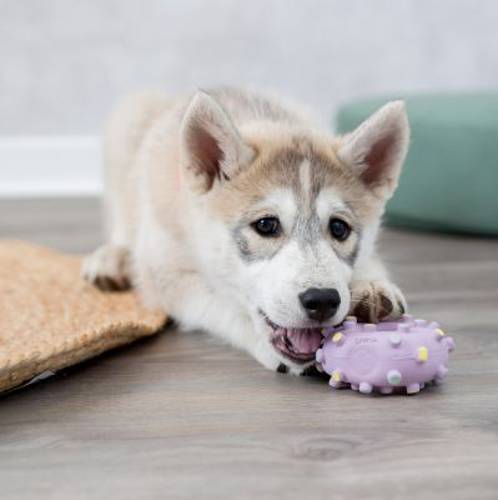 Trixie Junior donut, zabawka dla psa Ø 8 cm