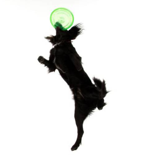 Frisbee z TPR dla psa 3 szt., śr. 22 cm