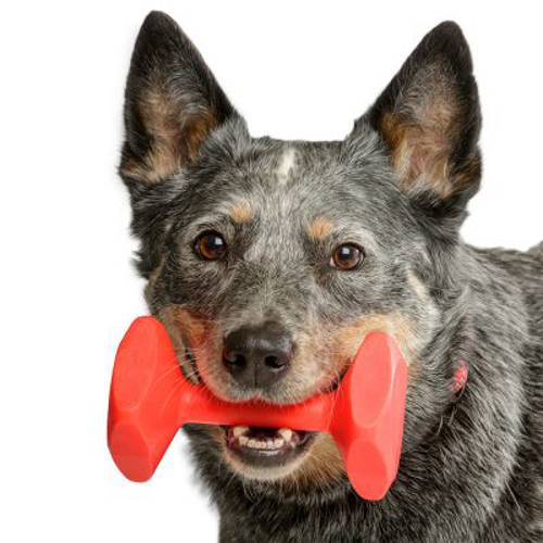 Company of Animals hantel treningowy dla psa, czerwony 1 szt.