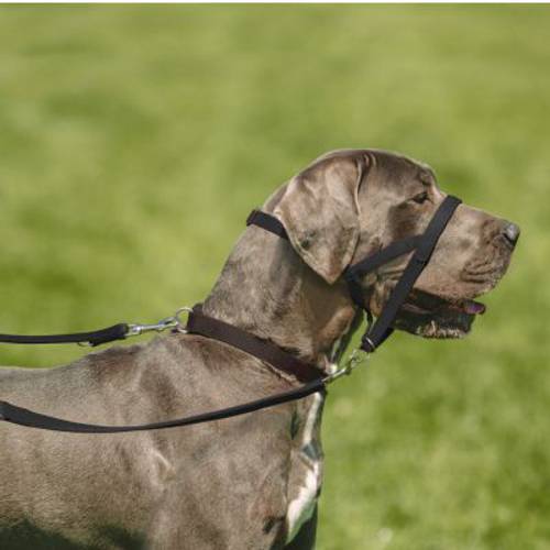 Smycz treningowa HALTI Dł. x szer.: 200 x 2,5 cm