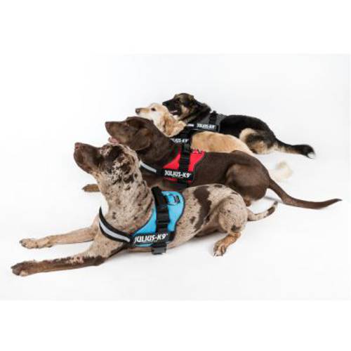 JULIUS-K9® Power Anthracite szelki dla psa Mini/M: 51–67 cm