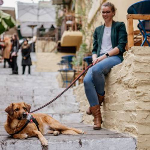 JULIUS-K9 IDC® POWAIR szelki dla psa, pomarańczowe Rozmiar 0: obwód klatki piersiowej 58 - 76 cm