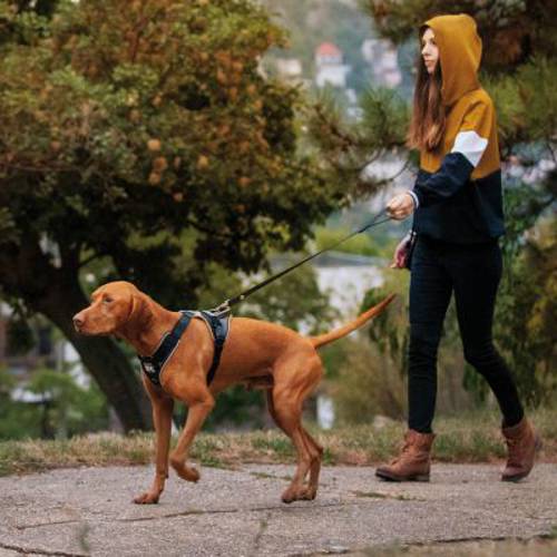 JULIUS-K9 IDC® Longwalk, szelki dla psa Rozmiar S: Obwód klatki piersiowej 49 - 66 cm