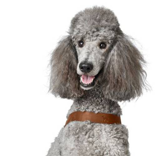 Szelki dla psa HUNTER Dimaro, koniakowe  Rozmiar L, obwód klatki piersiowej: 70-91 cm