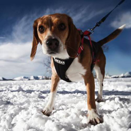 Szelki do biegania dla psa NEEWA Rozm. M