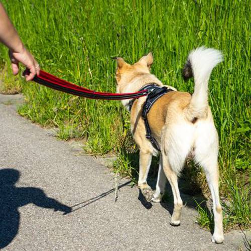 Pawz & Pepper Strong szelki dla psa, czerwono-czarne Rozmiar M: Obwód klatki piersiowej: 56 - 68 cm