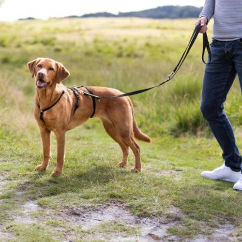 Trixie Stay szelki antyucieczkowe Rozmiar M–L: obwód klatki piersiowej 50–75 cm, szer. 20 mm