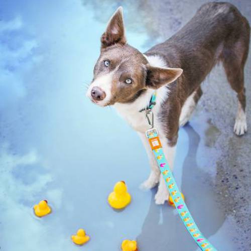 Max & Molly Smycz krótka, kaczuszki Rozmiar XS, dł. x szer.: 120 cm x 10 mm