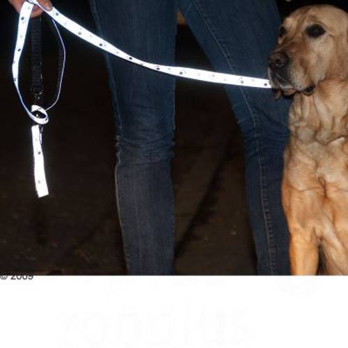 Trixie odblaskowa smycz dla psa, szara Dł. x szer.: 200 x 2 cm