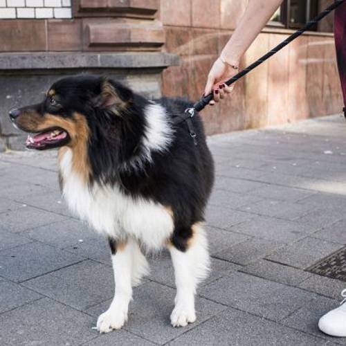 Kerbl GOLEYGO linkowa smycz dla psa, czarna Dł. x  Ø: 140–200 x 1,2 cm