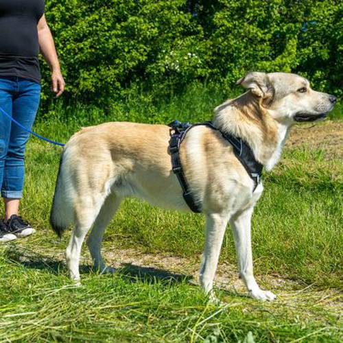 Pawz & Pepper smycz treningowa, okrągła w splocie, niebieska Dł. 5 m, Ø 6 mm