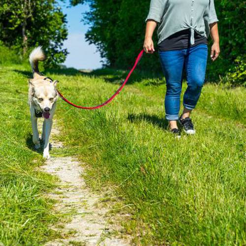 Pawz & Pepper Strong smycz dla psa, czerwono-czarna Dł. x szer.: 230 cm x 30 mm