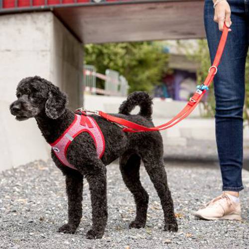 Curli Smycz regulowana, z nylonu, czerwona Rozmiar M: dł. x szer.: 200 cm x 15 mm