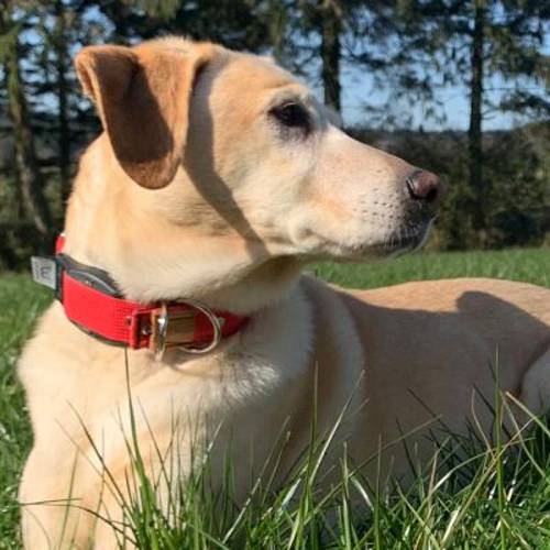 WowWow Obroża Professional, czerwona Rozmiar L, obwód szyi: 46 - 66 cm, szer.: 35 mm