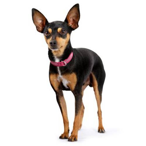 HUNTER Obroża Diamond Petit, różowo-czarna Roz. 37, obwód szyi: 30-34 cm, szer. 26 mm