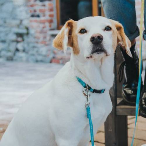 Obroża HUNTER Tripoli, jasnoniebieska Vario Basic S, obwód szyi: 25-35 cm, szer.: 10 mm