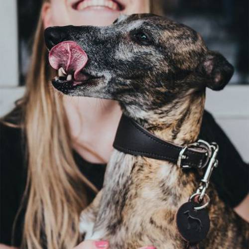 HUNTER Obroża dla chartów Super Soft, ciemnobrązowa Rozmiar XS, obwód szyi: 25-28 cm, szer.: 42 mm