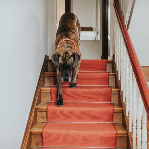 HUNTER półzaciskowa obroża Tinnum, czerwono-beżowa  L-XL, obwód szyi: 60 cm, szer.: 30 mm