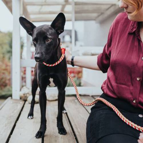 HUNTER obroża Tinnum, czerwono-beżowa  S-M, obwód szyi: 40 cm, Ø 14 mm