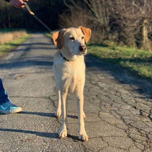 WowWow Obroża Professional, czarna Rozmiar M, obwód szyi: 37 - 46 cm, szer.: 35 mm