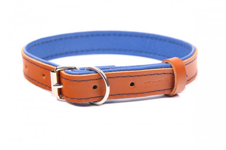 Obroża skóra Premium Brązowy-Niebieski 1183 14MM 31CM 23-28CM