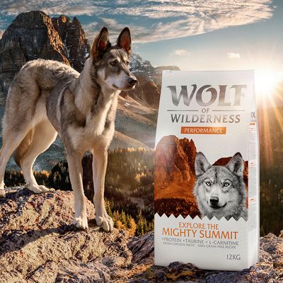 Wolf of Wilderness "Explore The Mighty Summit" - Performance