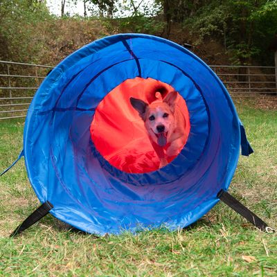 Agility Fun & Sport tunel z workiem
