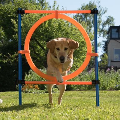Agility Fun & Sport  kółko do skakania