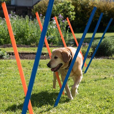 Agility Fun & Sport Drążki do slalomu