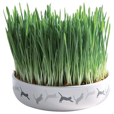 Trixie ceramiczna miska z trawą dla kota