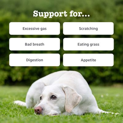 Zesty Paws Probiotic Chews, z dynią