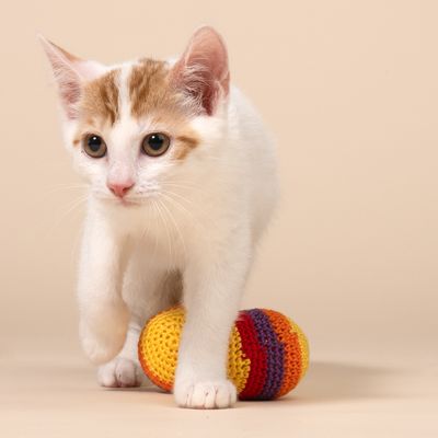 TIAKI Hacky Sacks dla kotów