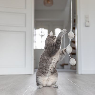 Trixie wędka z piłkami i kocimiętką