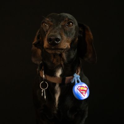 DC Superman zawieszka świecąca na obrożę