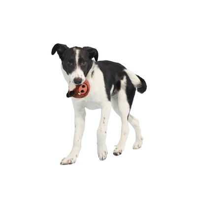Bark zabawka dla psa Wild Boris