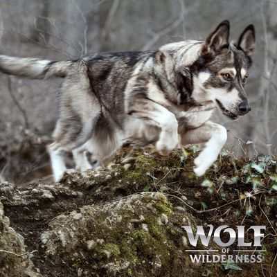 21 kg + 3 kg gratis! Wolf of Wilderness, karma sucha dla psa, 2 x 12 kg