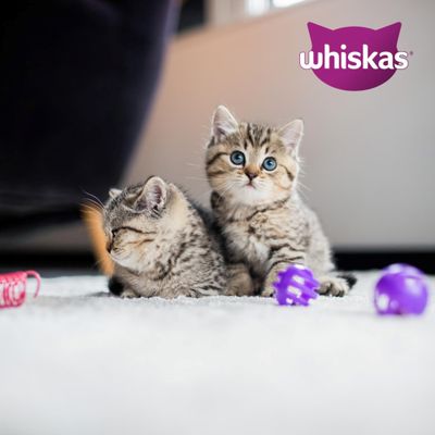 Whiskas Junior w saszetkach, 40 x 85 g
