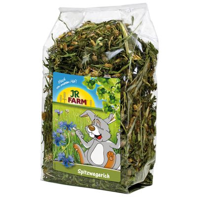 JR Farm Babka lancetowata
