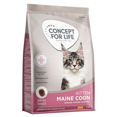Concept for Life Maine Coon Kitten